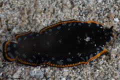 CoralTriangleLembeh-202211-012