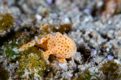 CoralTriangleLembeh-202211-014