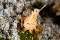 CoralTriangleLembeh-202211-015