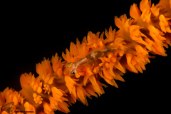 CoralTriangleLembeh-202211-016