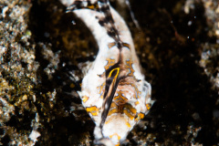 CoralTriangleLembeh-202211-017