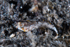 CoralTriangleLembeh-202211-018