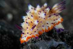 CoralTriangleLembeh-202211-020