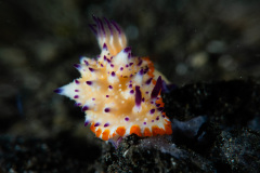 CoralTriangleLembeh-202211-021