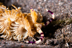 CoralTriangleLembeh-202211-022