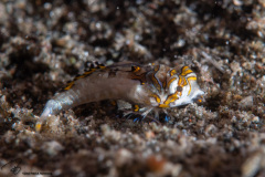 CoralTriangleLembeh-202211-023