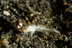 CoralTriangleLembeh-202211-024