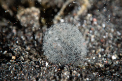 CoralTriangleLembeh-202211-026