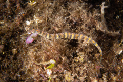 CoralTriangleLembeh-202211-027