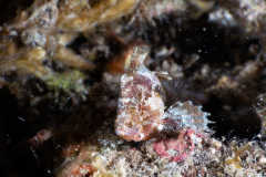 CoralTriangleLembeh-202211-028