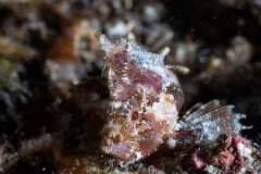 CoralTriangleLembeh-202211-029