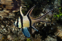 CoralTriangleLembeh-202211-030