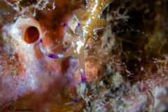 CoralTriangleLembeh-202211-031