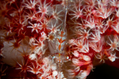 CoralTriangleLembeh-202211-035