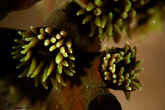 CoralTriangleLembeh-202211-036