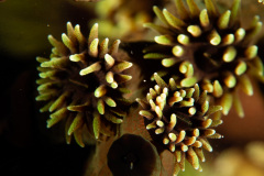 CoralTriangleLembeh-202211-037