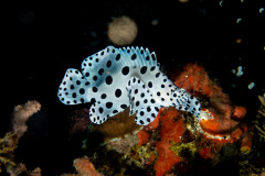 CoralTriangleLembeh-202211-038