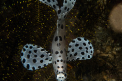 CoralTriangleLembeh-202211-039