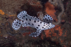 CoralTriangleLembeh-202211-040