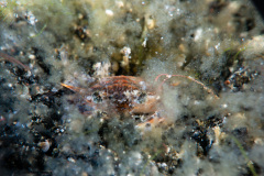 CoralTriangleLembeh-202211-041