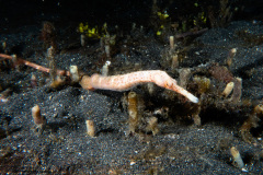 CoralTriangleLembeh-202211-042