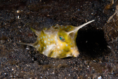 CoralTriangleLembeh-202211-043