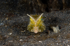 CoralTriangleLembeh-202211-044