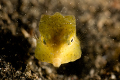 CoralTriangleLembeh-202211-045