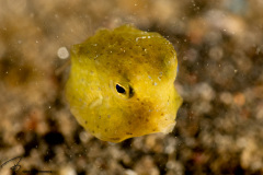 CoralTriangleLembeh-202211-046