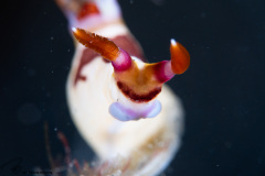 CoralTriangleLembeh-202211-047