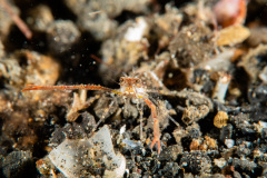 CoralTriangleLembeh-202211-048