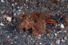 CoralTriangleLembeh-202211-049