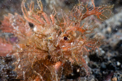 CoralTriangleLembeh-202211-050