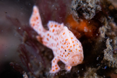 CoralTriangleLembeh-202211-051