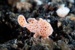 CoralTriangleLembeh-202211-052