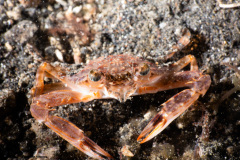 CoralTriangleLembeh-202211-053