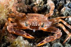 CoralTriangleLembeh-202211-054