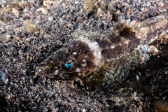 CoralTriangleLembeh-202211-055