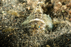 CoralTriangleLembeh-202211-056