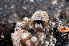 CoralTriangleLembeh-202211-057