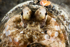 CoralTriangleLembeh-202211-058