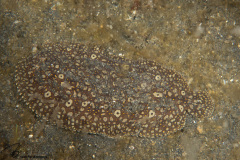 CoralTriangleLembeh-202211-060