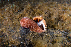 CoralTriangleLembeh-202211-061