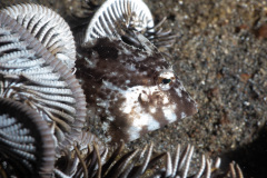 CoralTriangleLembeh-202211-062