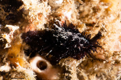 CoralTriangleLembeh-202211-063