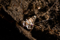 CoralTriangleLembeh-202211-064