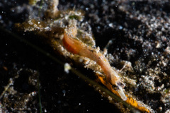 CoralTriangleLembeh-202211-065