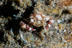 CoralTriangleLembeh-202211-067