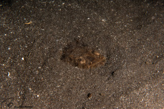 CoralTriangleLembeh-202211-068