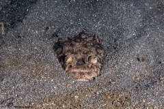 CoralTriangleLembeh-202211-069